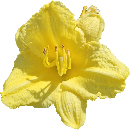 Yellow flower